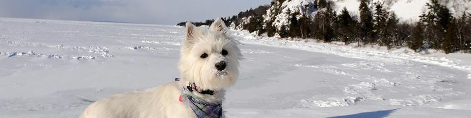 westie-1
